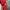 Descente Vintage Track jacket Pria navy red photo 6