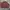 Polo Ralph Lauren Vintage Harrington jacket Pria red photo 2