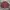Polo Ralph Lauren Vintage Harrington jacket Pria red photo 1