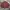 Polo Ralph Lauren Vintage Harrington Jacket Pria Red