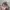 Under Armour Streetwear Skater Hat Pria tan gray photo 2