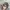 Under Armour Streetwear Skater Hat Pria tan gray photo 3