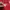Adidas Luxury Minimalist Hoody Pria red photo 6