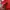 Adidas Luxury Minimalist Hoody Pria red photo 4