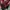 Grunge Goth Sweatshirt Pria black red photo 7
