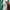 Moncler Sportswear Windbreaker Wanita green photo 6