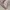 Coquette Casual Summer dress Wanita white pink photo 4
