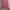 Reebok Sportswear Minimalist T-shirt Wanita pink photo 1