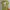 NII Minimalist T-shirt Pria Green