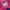 Sportswear Windbreaker Wanita pink photo 3