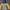 Nautica Gorpcore Sportswear Windbreaker Pria yellow brown photo 1