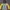 Nautica Gorpcore Sportswear Windbreaker Pria Yellow Brown