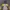 Nautica Gorpcore Sportswear Windbreaker Pria yellow brown photo 2