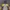 Nautica Gorpcore Sportswear Windbreaker Pria Yellow Brown