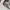 Evisu Streetwear Gorpcore Puffer jacket Pria white photo 7