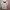 Evisu Streetwear Gorpcore Puffer jacket Pria white photo 5
