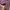 Y2K Coquette T-shirt Pria burgundy red photo 6
