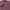 Y2K Coquette T-shirt Pria burgundy red photo 7