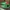 Nike Sportswear Pria green photo 1