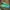 Nike Sportswear Pria green photo 2