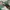 Adidas Casual Sneakers Wanita green white photo 2