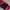 Nike Streetwear Sportswear Bag Pria red photo 8