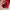 H&M Minimalist Casual Sweatshirt Wanita red photo 4
