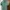 Polo Ralph Lauren Streetwear Casual Polo shirt Pria green photo 1