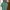 Polo Ralph Lauren Streetwear Casual Polo shirt Pria green photo 4