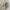 Vintage Coquette Babydoll dress Wanita cream tan photo 2