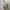 Vintage Coquette Babydoll dress Wanita cream tan photo 4