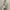 Fairy Coquette Cami top Wanita multicolor cream photo 3