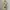 Fairy Coquette Cami top Wanita multicolor cream photo 1