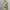 Fairy Coquette Cami top Wanita multicolor cream photo 2