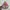 Adidas Casual Sneakers Wanita pink photo 2