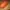 Miu Miu Y2K Casual Handbag Wanita orange photo 6