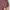 Nike Sportswear Bralette Wanita burgundy photo 8