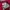 Covernat Skater Sportswear T-shirt Pria red pink photo 4