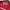 Giordano Casual Polo shirt Pria red photo 3
