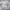 Fairy Coquette Crop top Wanita white gray photo 1