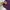 RAGEBLUE Streetwear Casual Windbreaker Pria purple photo 5