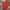 Adidas Sportswear Short Pria Red