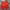 Adidas Sportswear Short Pria Red