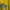 Pancoat Futurist Casual Sweater Wanita Yellow