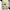 Carhartt Vintage Streetwear Dungaree Pria tan photo 2
