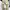 Carhartt Vintage Streetwear Dungaree Pria tan photo 3