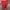 Nike Sportswear Short Pria red photo 1