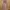Coquette Baju muslim Wanita brown photo 1