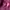 Dickies Avant Garde Track jacket Pria burgundy photo 4