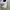 Lacoste Casual Sneakers Pria white photo 8